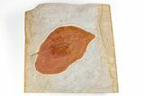 3.35" Paleocene Fossil Leaf - Montana - #196817-1